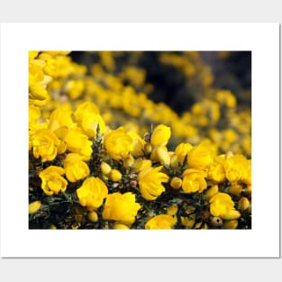 Gorse Bush (Ulex europaeus) Posters and Art